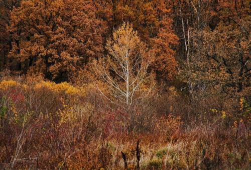 last leaves