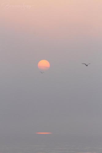 birds over mist